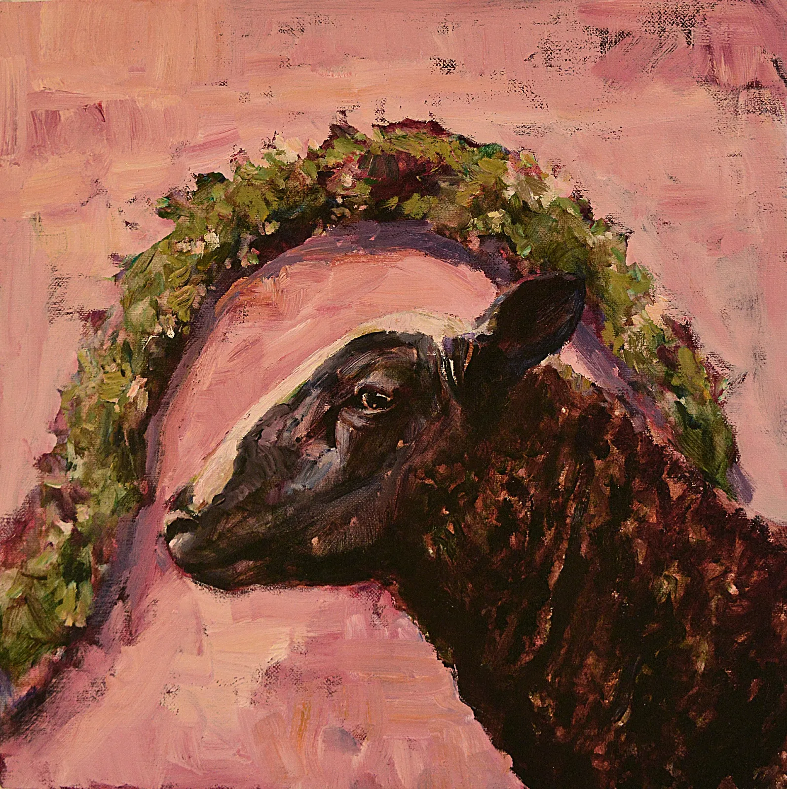 Rosy Sheep